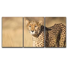 3 Panel Canvas Wall Art - Leopard in The Wild - Giclee Print Gallery Wrap Modern Home Art Ready to Hang - 16"x24" x 3 Panels
