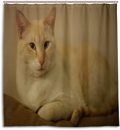 CCBHGY Fat Cat Waterproof/Water-Repellent &amp; Antibacterial Shower Curtain 66x72 inch