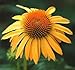 (PCON)~"BIG SKY-HARVEST MOON" CONEFLOWER~Seeds!!!!~~~~~~~~~Stunning!!