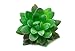 Oasis Cresta | Set of 6 Pieces Artificial Succulent Plants | Faux Plastic Succulent - Unpotted | Fake Cactus Plants for Indoor & Outdoor Home Decor, Wreaths, Bouquets, and Centerpieces