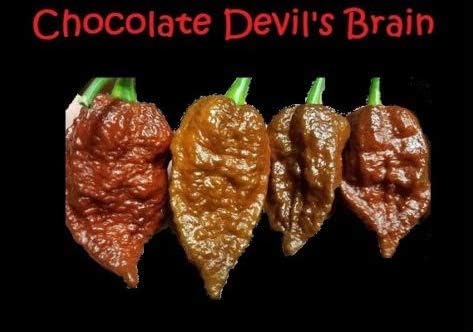 Seeds Chocolate Devil's Brain Super Rare Extreme Hot Pepper Great for Powder Get 15 Seeds #EL01YN