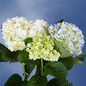 GlobalRose 20 Assorted Hydrangea Flowers – Responsibly Sourced Assorted Flowers – Hand-Picked Flowers Fresh Bouquet for Graduation, Anniversary, Birthday & Special Occasions