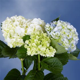 GlobalRose 20 Fresh Cut Assorted Colors Hydrangeas - Fresh Flowers For Weddings or Anniversary.