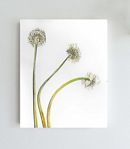 French Red Shallot Flowers Print - Unframed Fine Art Giclee - 8X10 or 11X14