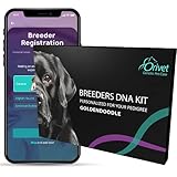 ORIVET Goldendoodle Full Breed Profile Dog DNA Test