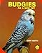 Budgies As a New Pet by Barry Martin