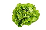 500 Buttercrunch Lettuce Seeds - Butterhead, Boston, Bibb - by RDR Seeds