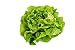 500 Buttercrunch Lettuce Seeds - Butterhead, Boston, Bibb - by RDR Seeds