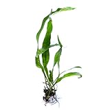 SubstrateSource Microsorum pteropus 