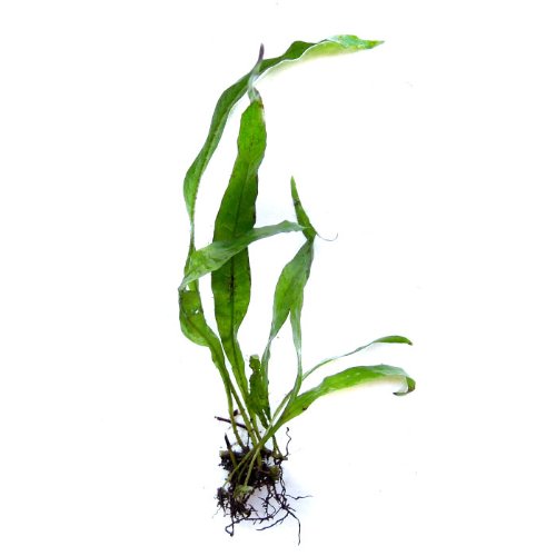 SubstrateSource Microsorum pteropus 