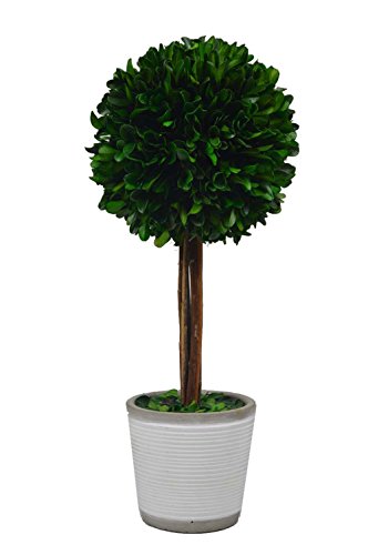 Galt international ball topiary plant with twig stem in white pot…