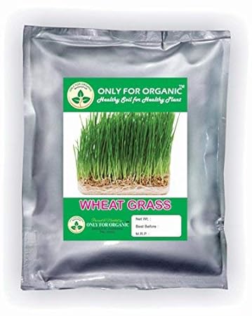 Only for Organic ! Hybrid Wheat Grass Seeds : 900 Grams !