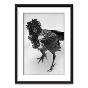 Framed A Bird Soaked Rain in Black White...