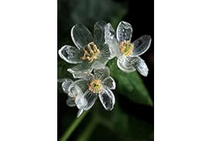MITRAEE Skeleton Flower Seeds