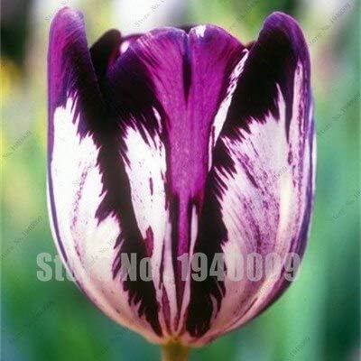 Amazon 100ピース バッグ盆栽チューリップ種子種類レインボーブラックパープルイエローブルーチューリップフラワーシード鉢植え Diy 工具 ガーデン