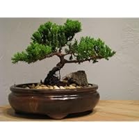 9Greenbox Best Gift Bonsai Juniper Tree, 4 Pound