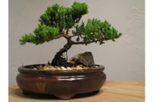 9Greenbox Best Gift Bonsai Juniper Tree, 4 Pound