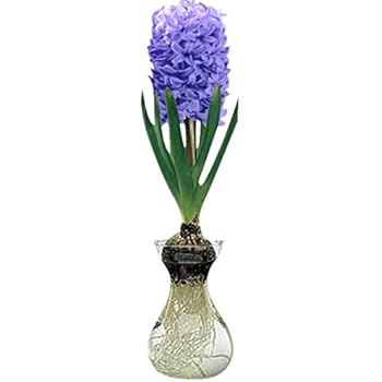 Amazon Com Yellow Queen Hyacinth Bulb And Glass Vase For Forcing