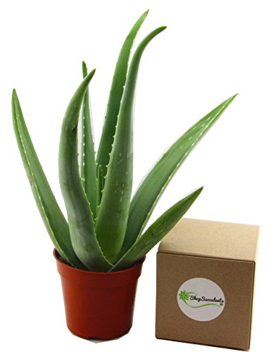 Shop succulents 4" aloe vera plant (1)
