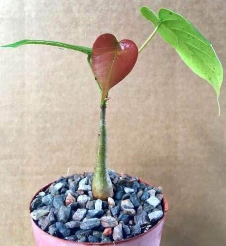 1 Pseudobombax Ellipticum Bombax Exotic Shaving Brush Tree Bottle Bonsai Plant 4", TND51