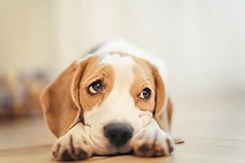Resultado de imagen para ç¬ beagles æ²ãã