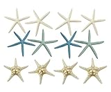 Variety Starfish Mix - 12 Large Pieces 6-8