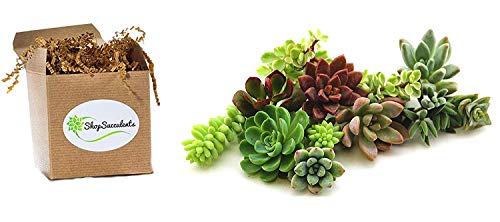 1 10+Assorted+Succulent+Cuttings+Alike