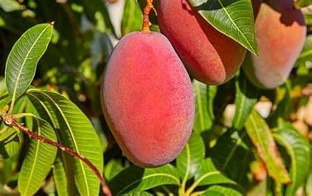 Mphmi Rare Mango Plant