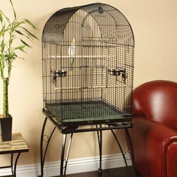 Amazon Com Petco Designer Black Standing Cockatiel Cage Bird