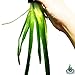Giant Jungle Val | Vallisneria Gigantea Potted Tall Background Live Aquarium Plants Decoration Tropical Freshwater Fish Tank by Greenpro