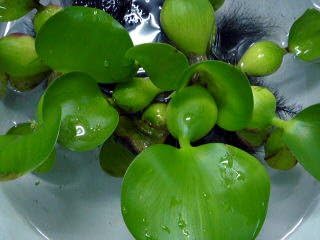 Amazon 水草 浮草 ホテイ草 名生園がお届けする水草 名生園 名生園がお届けする水草 生体水草 通販