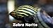 WorldwideTropicals Live Freshwater Aquarium Fish - (6) Varied Nerite Snails - 6 Pack of Mixed Nerites(Zebra, Red Spotted, Horned) Populate Your Fish Tank!