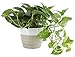 Costa Farms Devil's Ivy Golden Pothos 10-Inches Tall Live Indoor Plant, 6, White