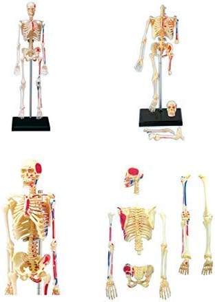LXX 4D Vision Human Body Skeleton Anatomical Model - 46 Detachable Parts Medical Teaching Model Puzzle Assembling Toy - for Medical Education Training Aid