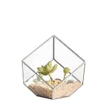 3.93inches Squares Inclined Open Cube Clear Glass Geometric Terrarium Box Tabletop Succulent Plant Fern Moss