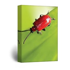 Canvas Wall Art - Red Beetle on Green Leaf - Giclee Print Gallery Wrap Modern Home Art Ready to Hang - 12x18 inches
