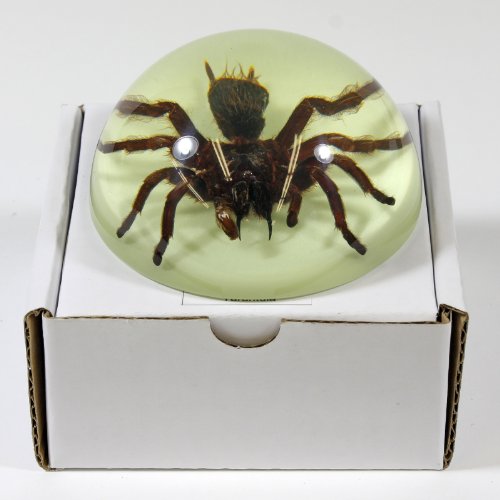 REALBUG 3 1/2" Tarantula Dome Paperweight Glow in The Dark