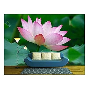 Close-up of Beatiful Pink Lotus - Removable Wall Mural | Self-Adhesive Large Wallpaper - 66x96 inches