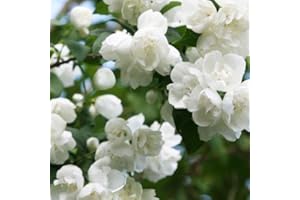 1 x Philadelphus 'Virginal' Mock Orange Deciduous Shrub Potted Plant:Packing Seeds only