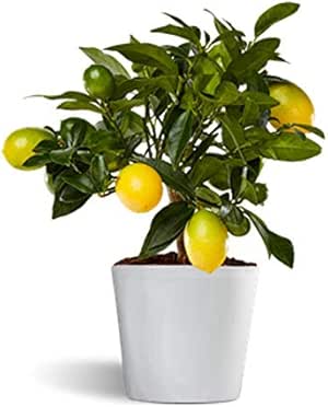 Limonero Limequat Lakeland de interior - citrico enano de interior