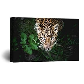 A Leopard from Black Wild Background