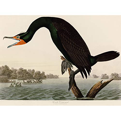 Artery8 Audubon Birds Florida Cormorant Painting Art Print Canvas Premium Wall Decor Poster Mural