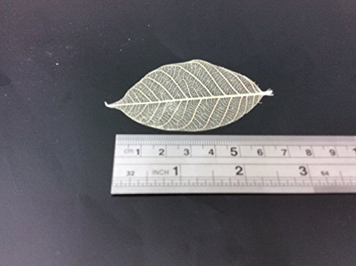 Skeleton Leaves 2.50 Inch 100 pcs Natural Rubber Leaves Special Size - Thumbnail 4