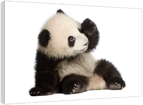Pixel Zone Canvas Picture Panda Cub - stretched and mounted around an 18 x 12 inch (46cm x 30cm) wooden frame