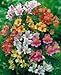 20 PERUVIAN LILY MIX Alstroemeria Dr Salters Flower Seeds *Comb S/H