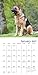 German Shepherds Wall Calendar (2017)