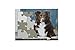 Jigsaw puzzles designed for people with dementia - Sheep Dog