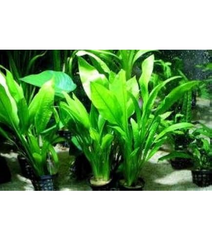 Plante D'aquarium Anubias Heterophylla - Vivante, Pour Eau Douce - Avec Passeport Phytosanitaire - Abri Pour Poissons Et Crevettes - 9