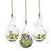 SunGrow Air Plant Teardrop Hanging Terrarium