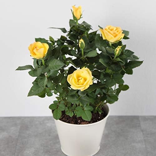 Ojorey Yellow Rose Natural Live Indoor Plant With Plastic Pot For Living Room